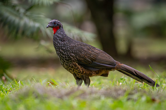 Rusty-margined Guan (Penelope superciliaris)