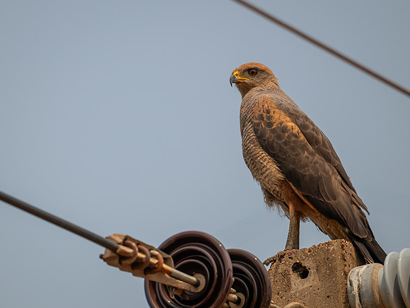 Savanna Hawk (Buteogallus meridionalis)
