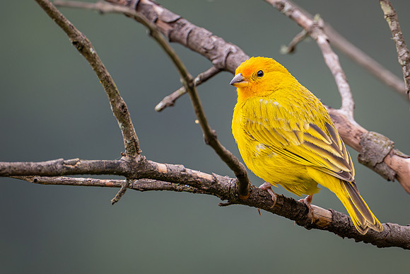 Saffron Finch (Sicalis flaveola)