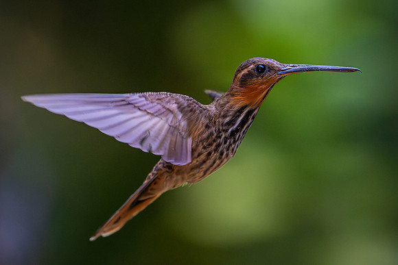 Saw-billed Hermit (Ramphodon naevius)