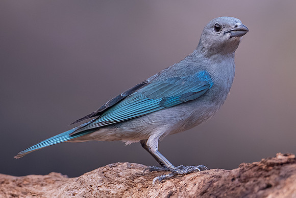 Sayaca Tanager (Thraupis sayaca)