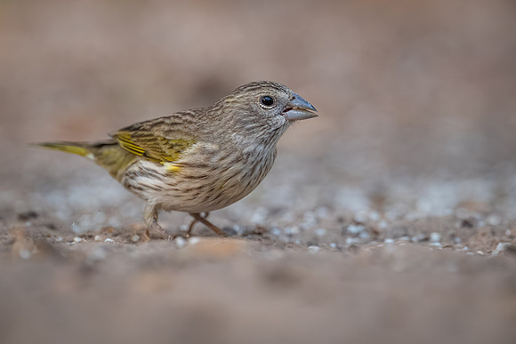 Saffron Finch (Sicalis flaveola)