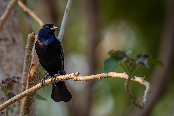 Shiny Cowbird (Molothrus bonariensis)