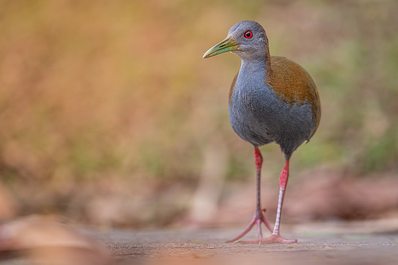 Slaty-breasted Wood-rail (Aramides saracura)