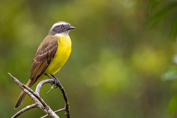 Social Flycatcher (Myiozetetes similis)