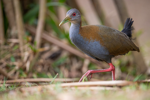 Slaty-breasted Wood-rail (Aramides saracura)