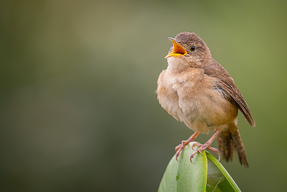 Southern House Wren (Troglodytes musculus)