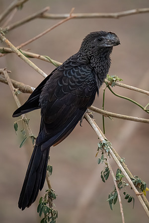Smooth-billed Ani (Crotophaga ani)