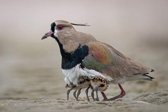 Southern Lapwing (Vanellus chilensis)