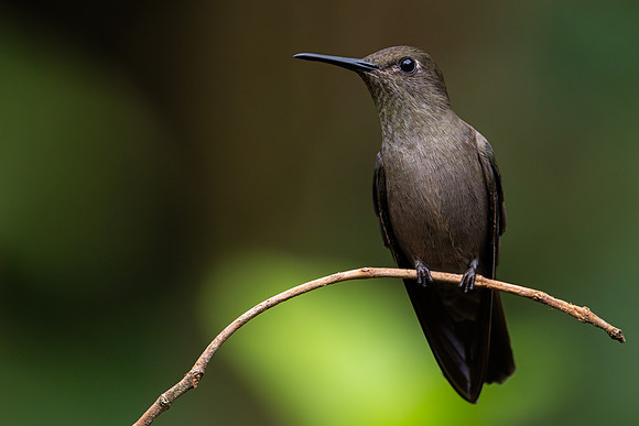 Sombre Hummingbird (Eupetomena cirrochloris)