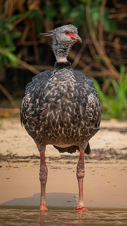 Southern Screamer (Chauna torquata)