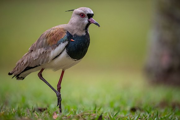 Southern Lapwing (Vanellus chilensis)