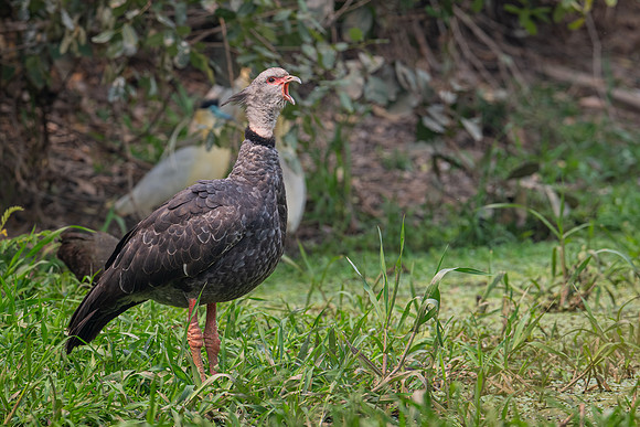 Southern Screamer (Chauna torquata)