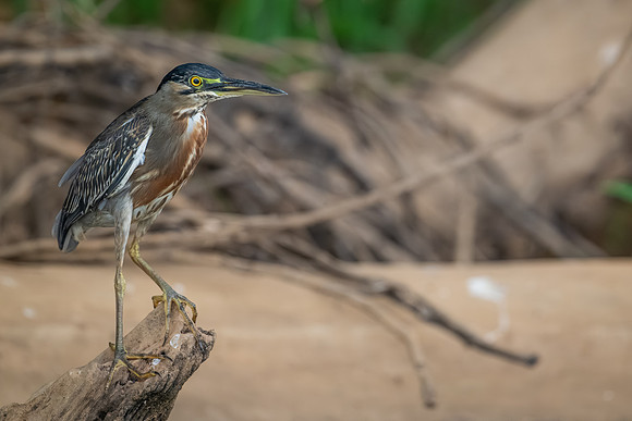 Striated Heron (Butorides striata)