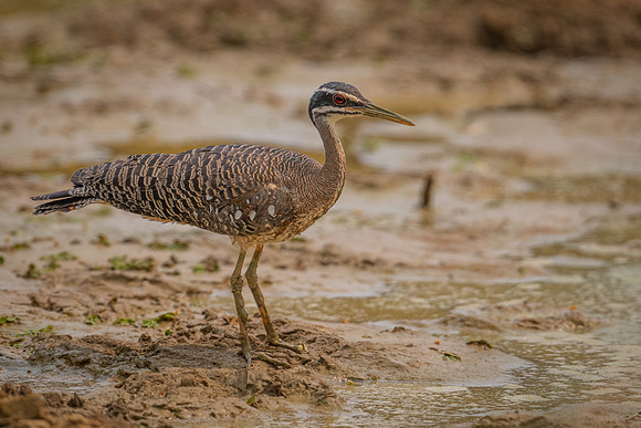 Sunbittern (Eurypyga helias)