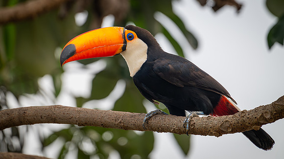 Toco Toucan (Ramphastos toco)