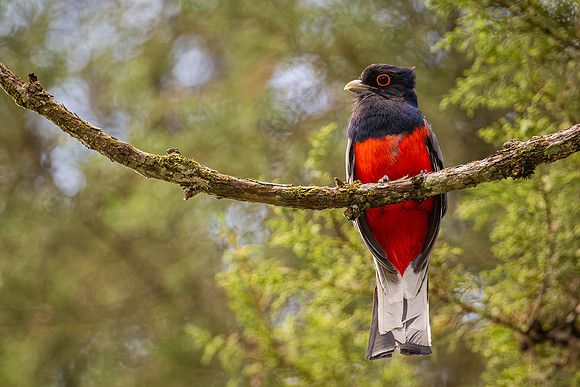 Surucua Trogon (Trogon surrucura)
