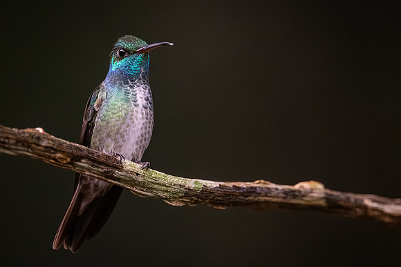 Versicolored Emerald (Chrysuronia versicolor)