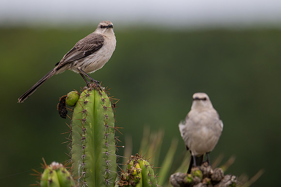 Tropical Mockingbird (Mimus gilvus)