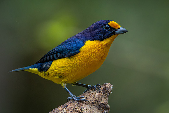 Violaceous Euphonia (Euphonia violacea)