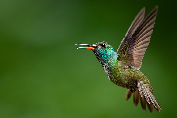 Versicolored Emerald (Chrysuronia versicolor)