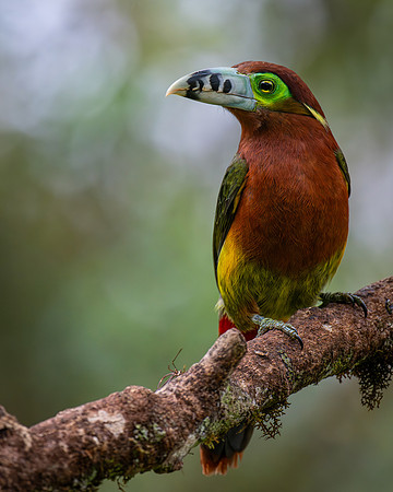 Spot-billed Toucanet (Selenidera maculirostris)