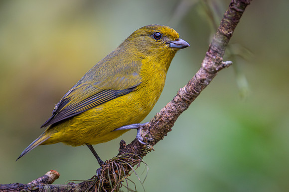 Violaceous Euphonia (Euphonia violacea)