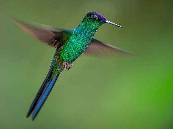 Violet-capped Woodnymph (Thalurania glaucopis)