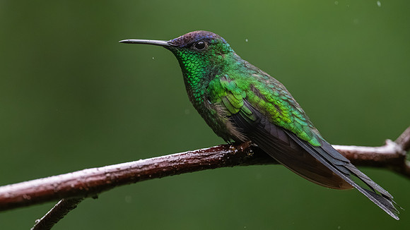 Violet-capped Woodnymph (Thalurania glaucopis)