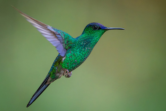 Violet-capped Woodnymph (Thalurania glaucopis)