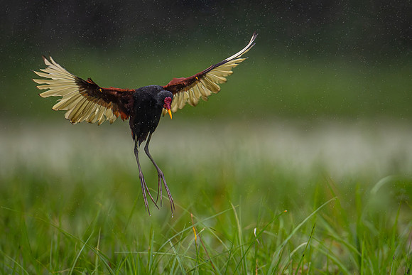 Wattled Jacana (Jacana jacana)