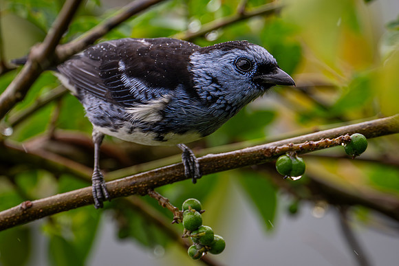 White-bellied Tanager (Tangara brasiliensis)