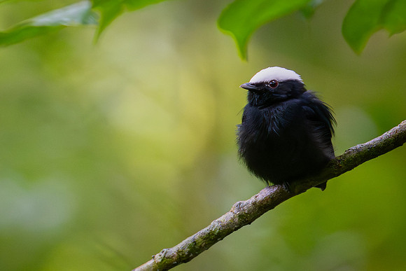 White-crowned Manakin (Pseudopipra pipra)