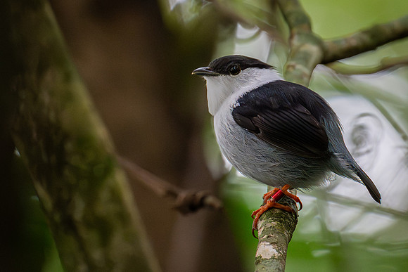 White-bearded Manakin (Manacus manacus)