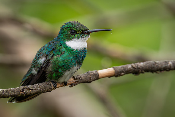 White-throated Hummingbird (Leucochloris albicollis)