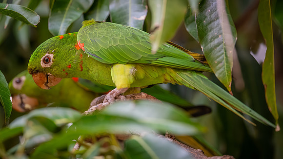 White-eyed Parakeet (Psittacara leucophthalmus)
