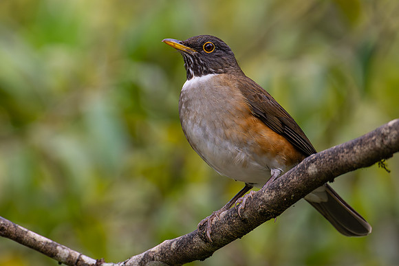 White-necked Thrush (Turdus albicollis)