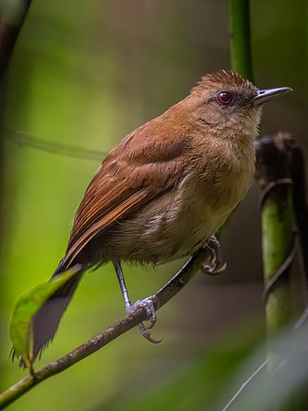 White-shouldered Fire-eye (Pyriglena leucoptera)