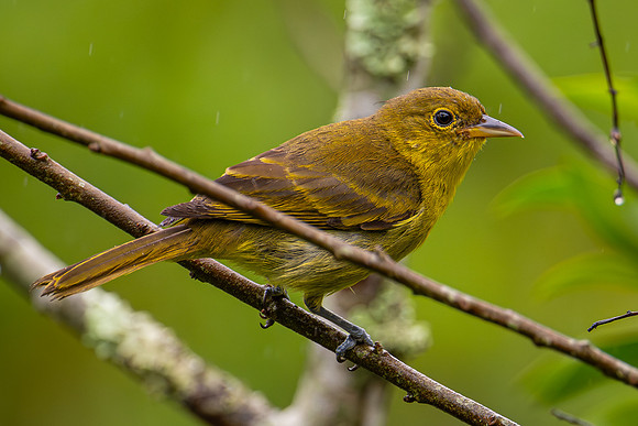 Yellow-backed Tanager (Hemithraupis flavicollis)