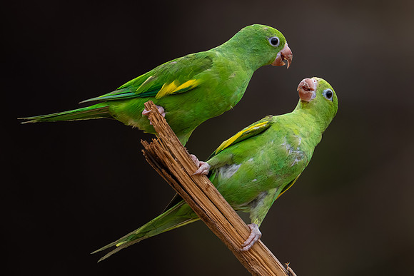 Yellow-chevroned Parakeet (Brotogeris chiriri)