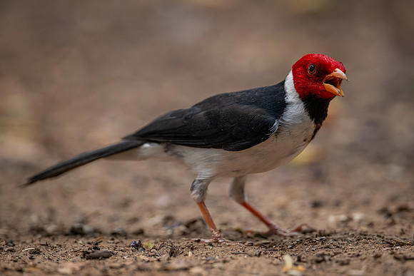Yellow-billed Cardinal (Paroaria capitata)