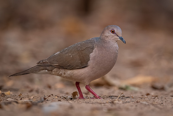 White-tipped Dove (Leptotila verreauxi)