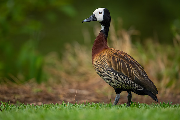 White-faced Whistling-duck (Dendrocygna viduata)