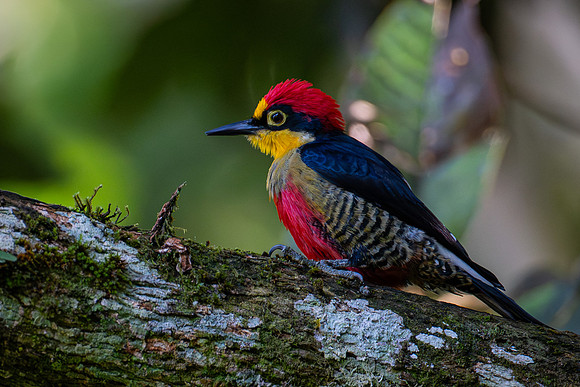 Yellow-fronted Woodpecker (Melanerpes flavifrons)