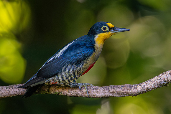Yellow-fronted Woodpecker (Melanerpes flavifrons)
