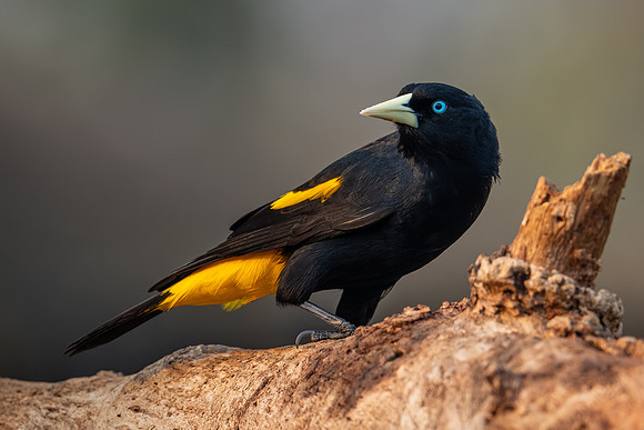Yellow-rumped Cacique (Cacicus cela)