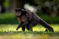 Black Capuchin (Sapajus nigritus)
