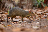 Azara's Agouti (Dasyprocta azarae)