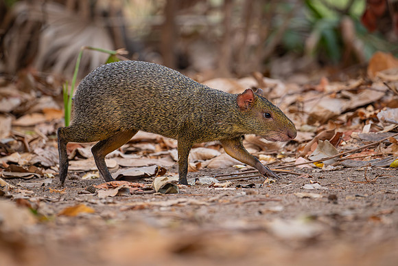 Azara's Agouti (Dasyprocta azarae)