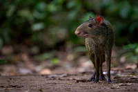 Agouti (Dasyprocta sp.)